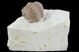 Detailed Lochovella (Reedops) Trilobite - Oklahoma #68632-3